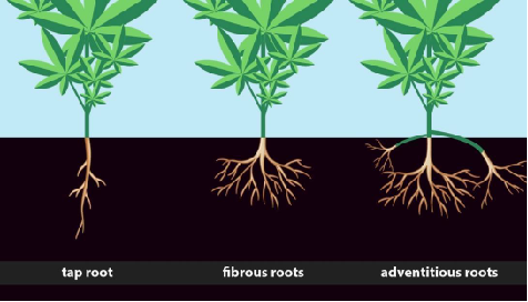 Inoculating Your Cannabis Root Zone